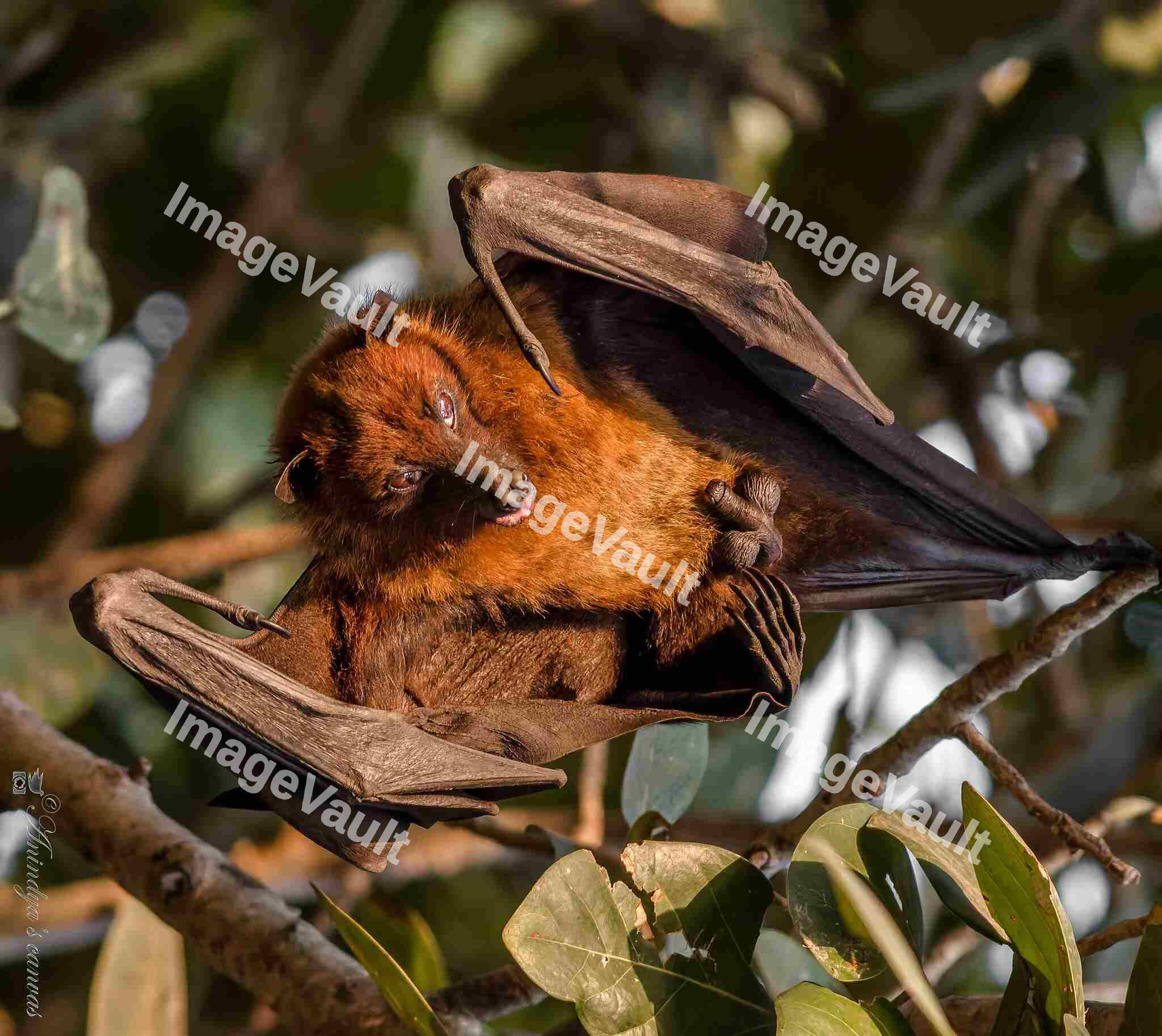 Indian flying fox Bat